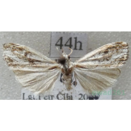 Crambus lathoniellus (Zincken, 1817) Wachlarzyk natrawny Czech44h